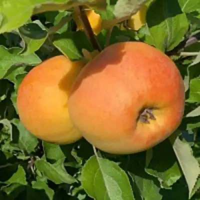 Яблоня АНТОНОВКА ЗОЛОТАЯ в Осиповичах