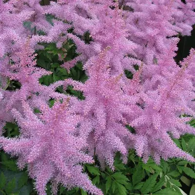 Астильба ГИАЦИНТ Арендса в Осиповичах