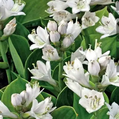 Хоста МОНСТЕР ИРЗ гибридная в Осиповичах