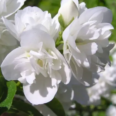 Жасмин ЖИРАНДОЛЬ в Осиповичах