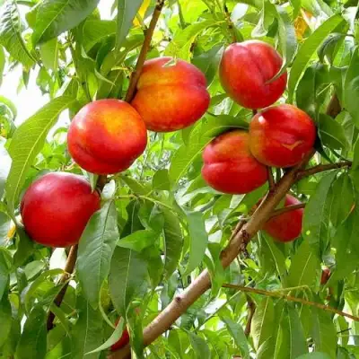 Нектарин ХАРБЛЕЙЗ в Осиповичах