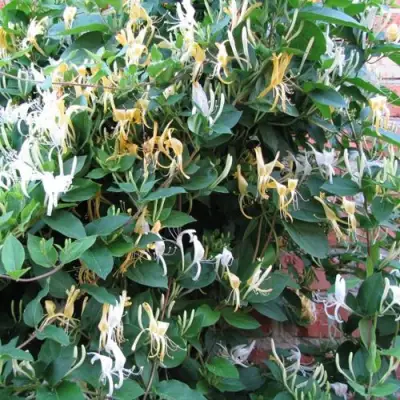 Жимолость ХАЛЛИАНА японская (Хелиана) в Осиповичах