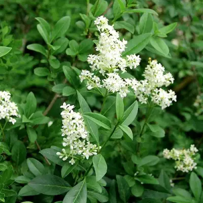 Бирючина обыкновенная АТРОВИРЕНС в Осиповичах