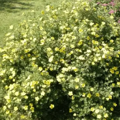 Лапчатка КЛОНДАЙК кустарниковая в Осиповичах