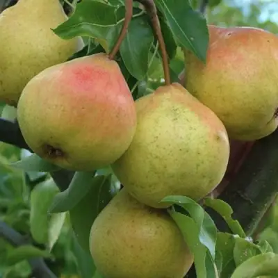 Груша ПАМЯТЬ ЯКОВЛЕВА в Осиповичах