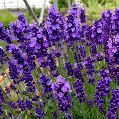 Лаванда ХИДКОТ БЛЮ узколистная в Осиповичах