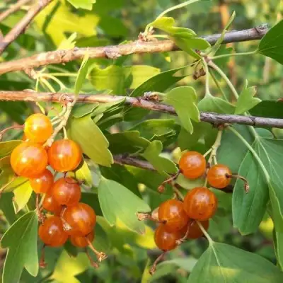 Смородина золотистая ЛЯЙСАН в Осиповичах