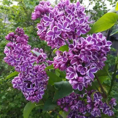 Сирень СЕНСАЦИЯ в Осиповичах