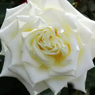 саженцы розы Мачо