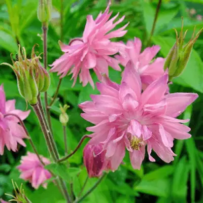 Аквилегия БАРЛОУ ПИНК гибрид МакКаны в Осиповичах