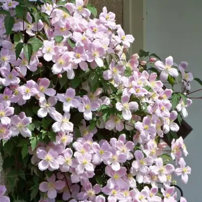 Клематис ГОРНЫЙ в Осиповичах