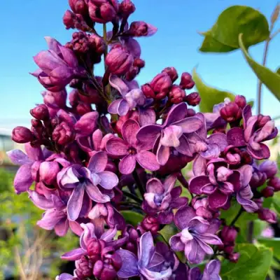 Сирень ВИОЛЕТТА в Осиповичах