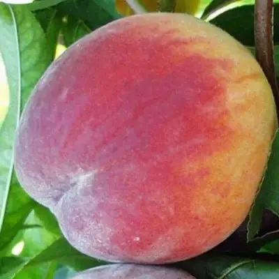 Персик ТОП СВИТ в Осиповичах