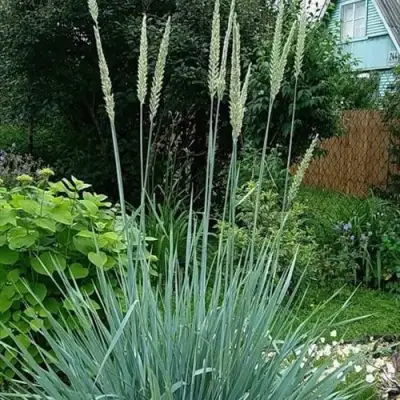 Элимус БЛЮ ДЮН песчаный в Осиповичах