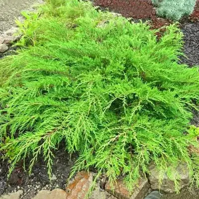 Микробиота ЯКОБСЕН перекрестнопарная в Осиповичах