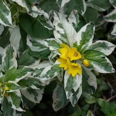 Вербейник АЛЕКСАНДР точечный в Осиповичах