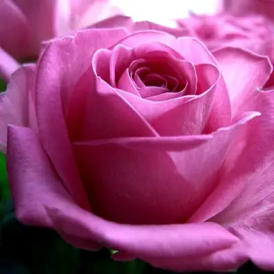 Роза ЭЙФЕЛЕВА БАШНЯ чайно-гибридная в Осиповичах