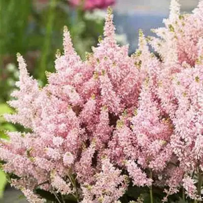 Астильба ЮНИК САЛМОН гибридная в Осиповичах