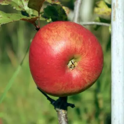 Яблоня ДЫЯМЕНТ в Осиповичах