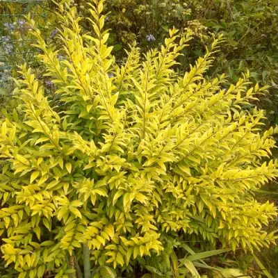 Бирючина АУРЕА обыкновенная в Осиповичах