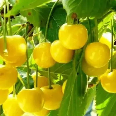 Черешня ПОДСНЕЖНИК в Осиповичах