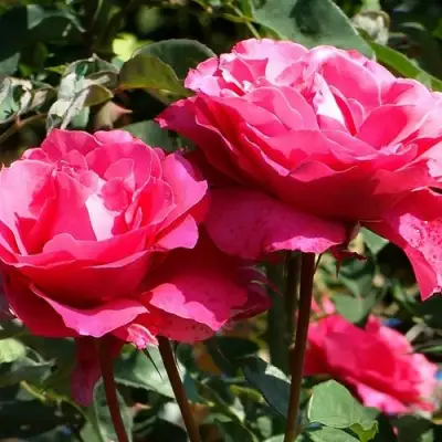 Роза ВИЕН РОУЗ чайно-гибридная в Осиповичах