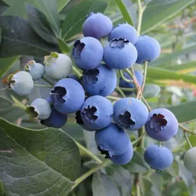 Голубика ЛЕГАЦИЯ в Осиповичах