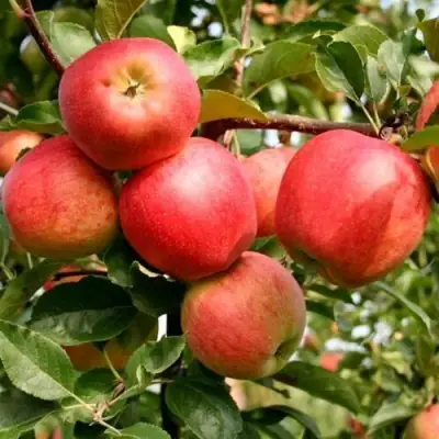 Яблоня ГАЛА МАСТ в Осиповичах