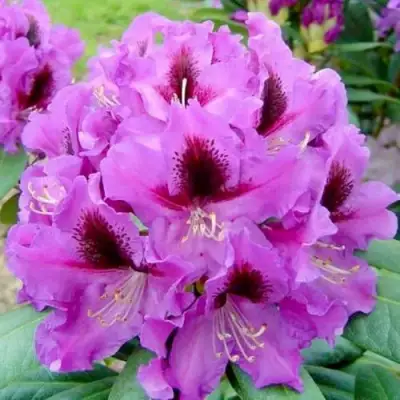 Рододендрон РАСПУТИН в Осиповичах