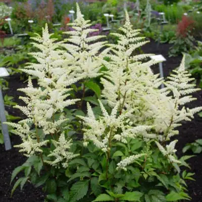 Астильба БРАУТШЛЕЙЕР Арендса в Осиповичах