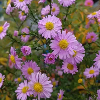 Астра СТРОУБЕРРИ ЭНД КРИМ новобельгийская в Осиповичах