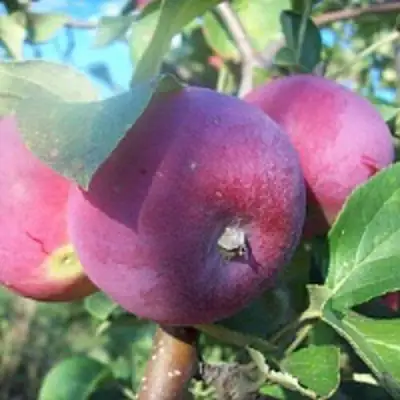 Яблоня СЕРЕБРЯНОЕ КОПЫТЦЕ в Осиповичах