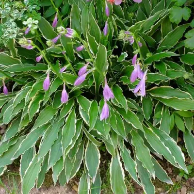 Хоста СТИЛЕТТО гибридная в Осиповичах