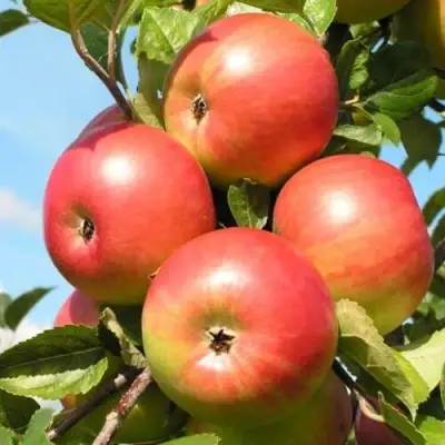 Яблоня ФРИДОМ в Осиповичах