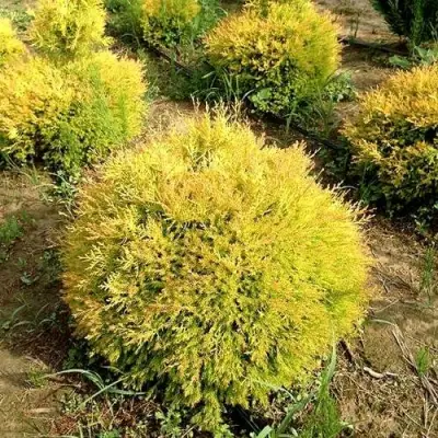 Туя ГЛОБОЗА АУРЕА западная в Осиповичах