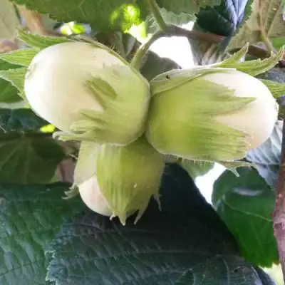 Фундук ЮННАТ в Осиповичах