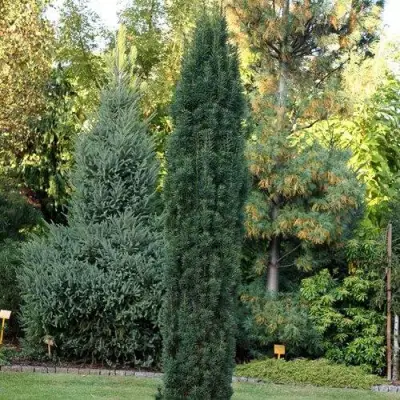 Тис ВОЙТЕК средний  в Осиповичах