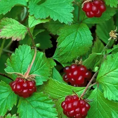 Княженика АУРА в Осиповичах