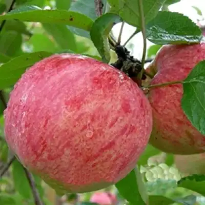 Яблоня ШТРИФЕЛЬ в Осиповичах