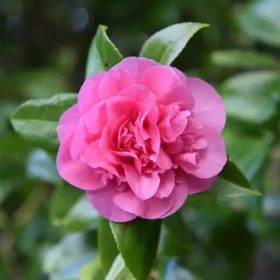 Камелия ДЕББИ в Осиповичах