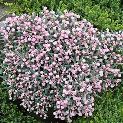 Андромеда БЛЮ АЙС многолистная   в Осиповичах