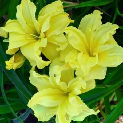 Лилейник ДАБЛ РИВЕР ВАЙ гибридный в Осиповичах