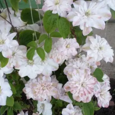 Клематис ИННОСЕНТ БЛАШ в Осиповичах