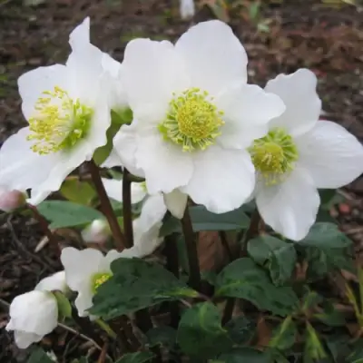 Морозник ЧЕРНЫЙ в Осиповичах