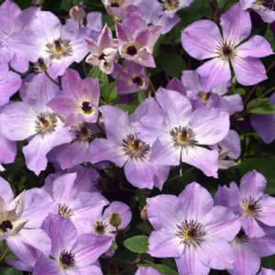 Клематис МОНИНГ СКАЙ в Осиповичах