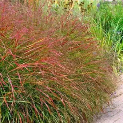 Просо ШЕНАНДО прутьевидное в Осиповичах