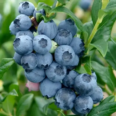 Голубика ХАРДИБЛЮ в Осиповичах