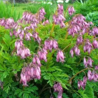 Дицентра изящная в Осиповичах