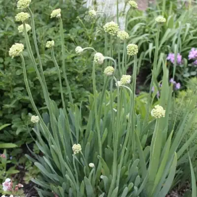 Лук слизун в Осиповичах