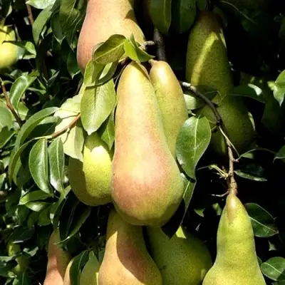 Груша КОНКОРД в Осиповичах